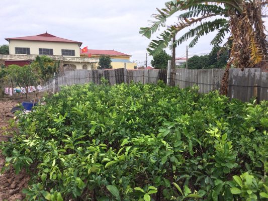 Giống cây bưởi diễn chiết cành