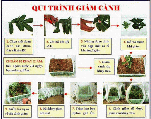 phuong phap giam canh