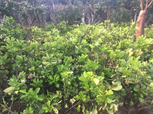 Vườn giống bưởi diễn chính gốc