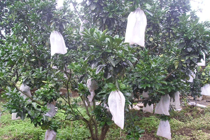 Công dụng của bao bọc bưởi
