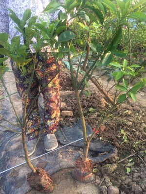 Cây giống bưởi diễn loại giâm cành