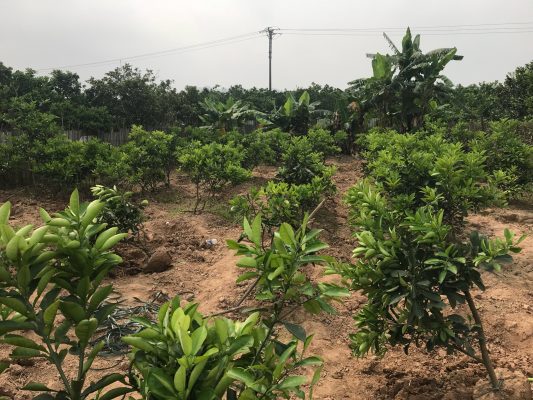 Vườn cây giống bưởi diễn choai chính gốc
